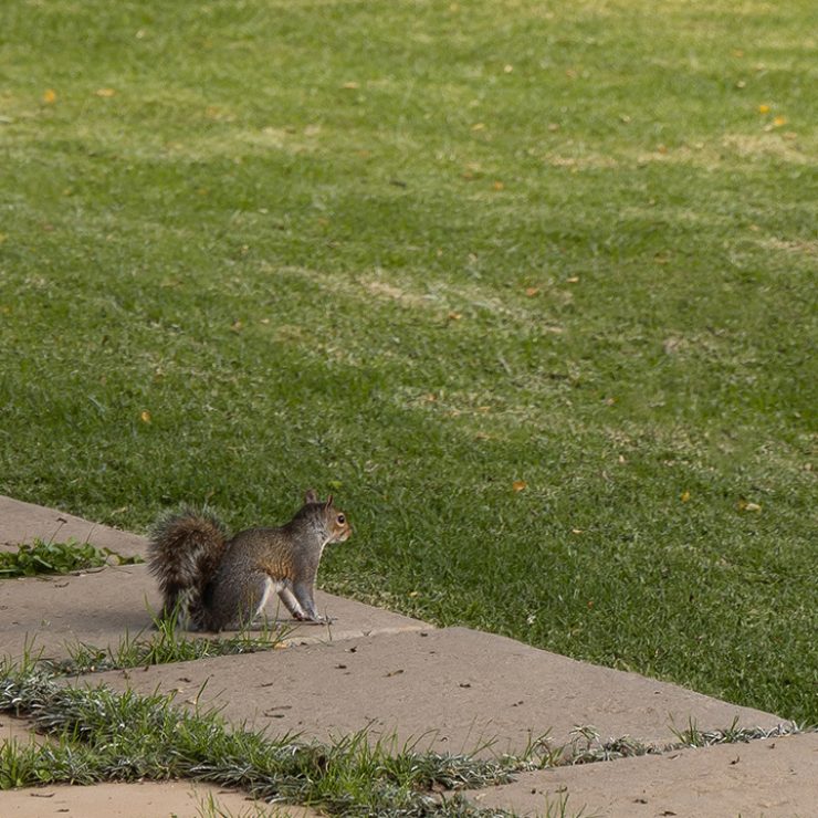 Elgin Wildlife